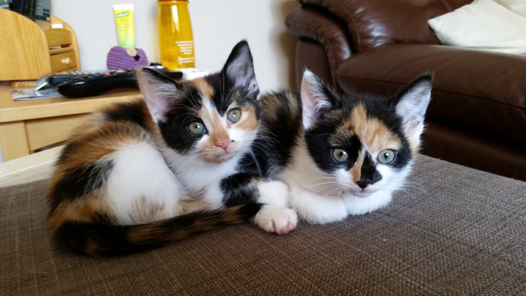 Bonnie and Coco