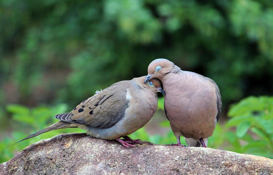 Two turtle doves